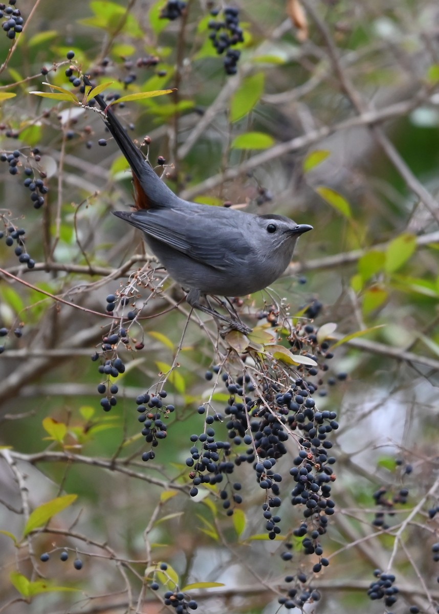Gray Catbird - ML649081030