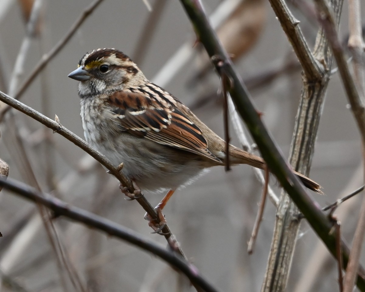 White-throated Sparrow - ML649081056