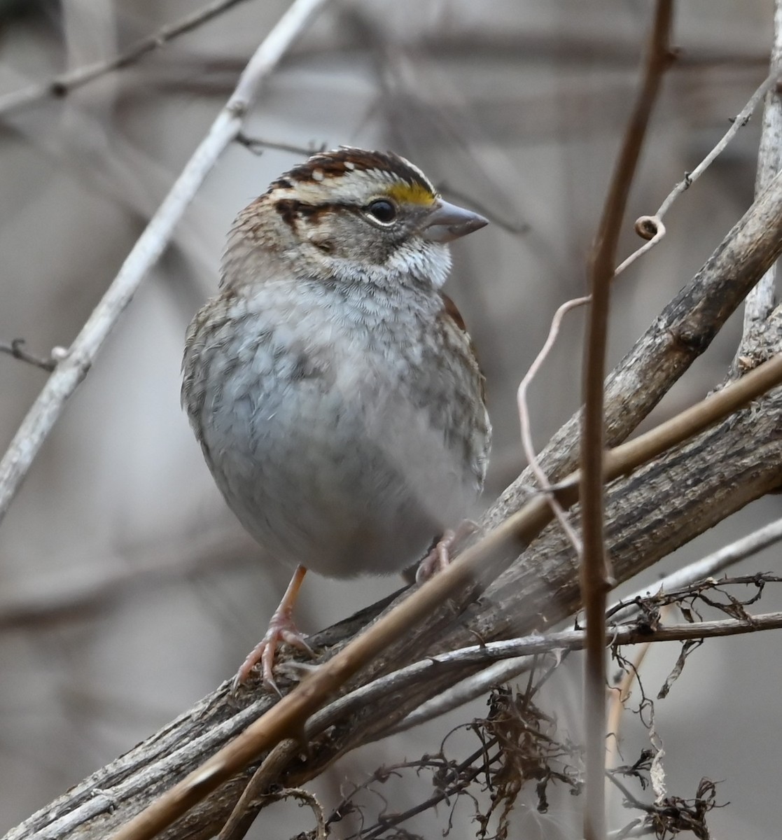 White-throated Sparrow - ML649081076