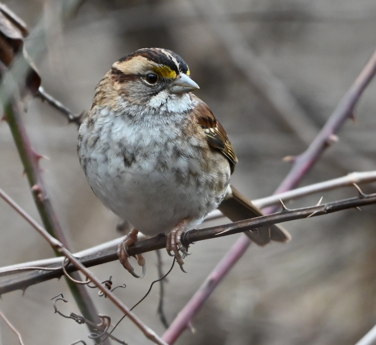 White-throated Sparrow - ML649081141