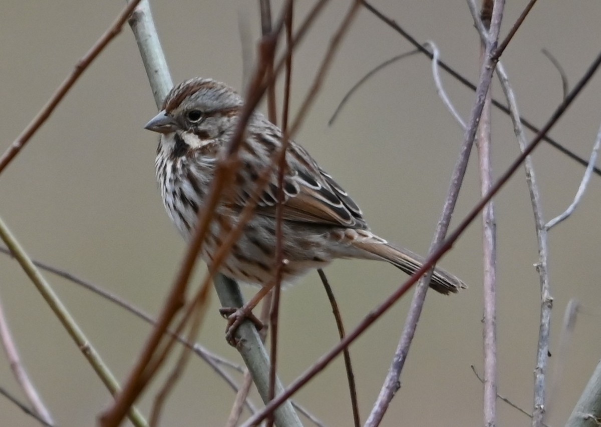 Song Sparrow - ML649081153
