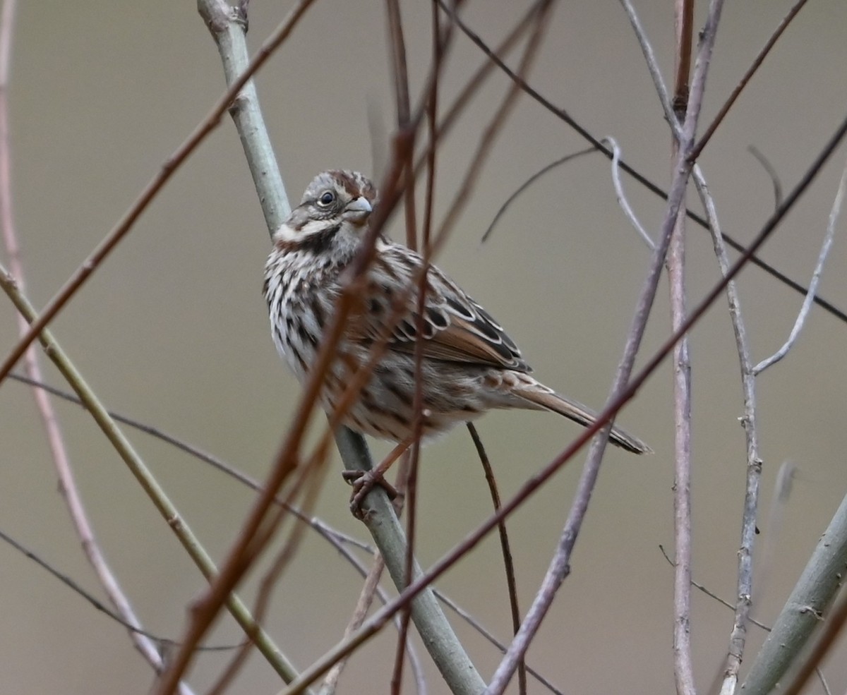 Song Sparrow - ML649081172