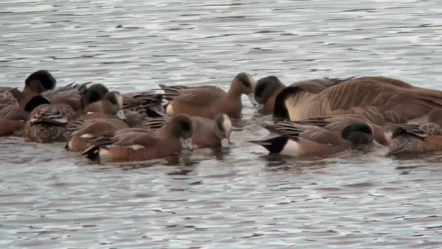 Свищ американський - ML649081186