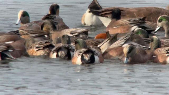 Свищ американський - ML649081187