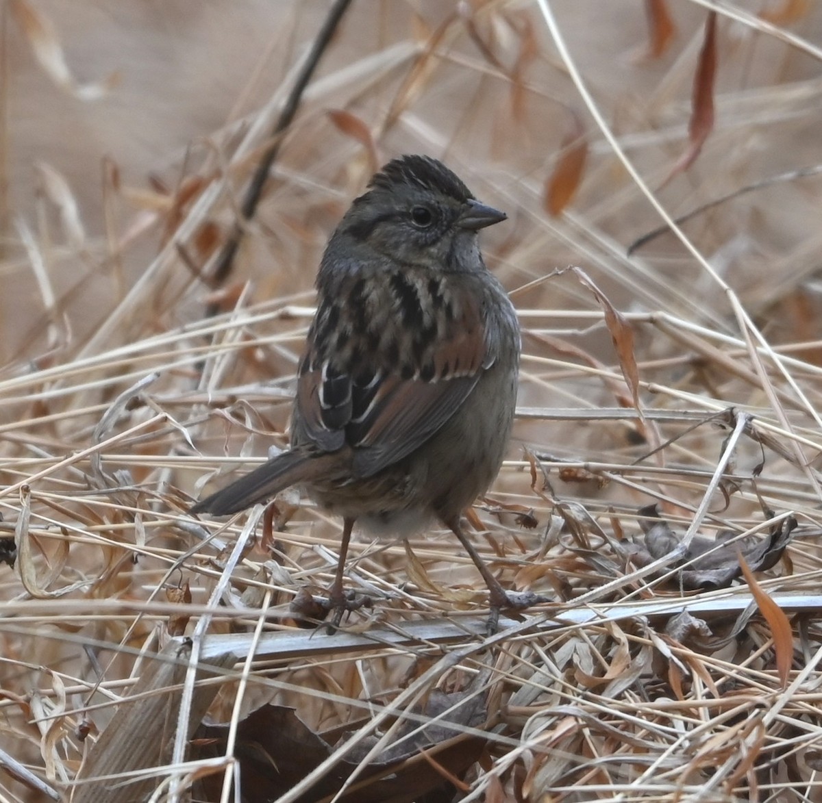 Swamp Sparrow - ML649081222