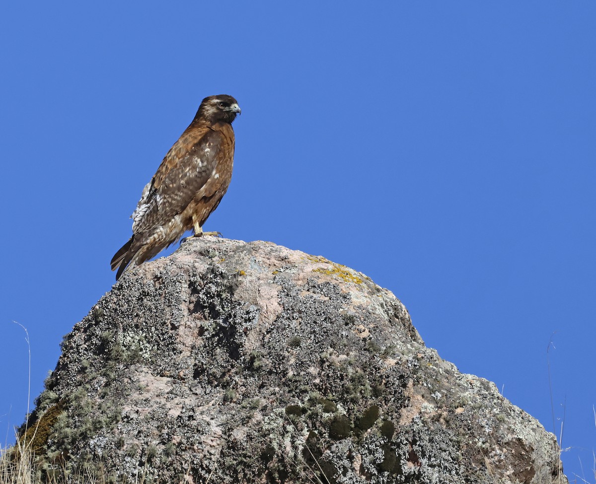 Buse tricolore - ML649081226