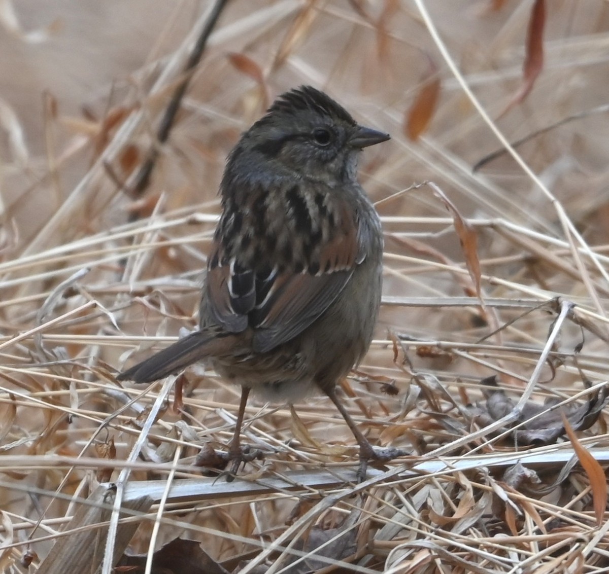 Swamp Sparrow - ML649081234