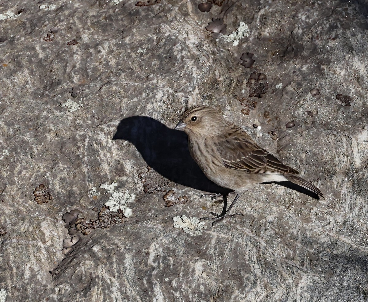 Haplospize plébéien - ML649081277