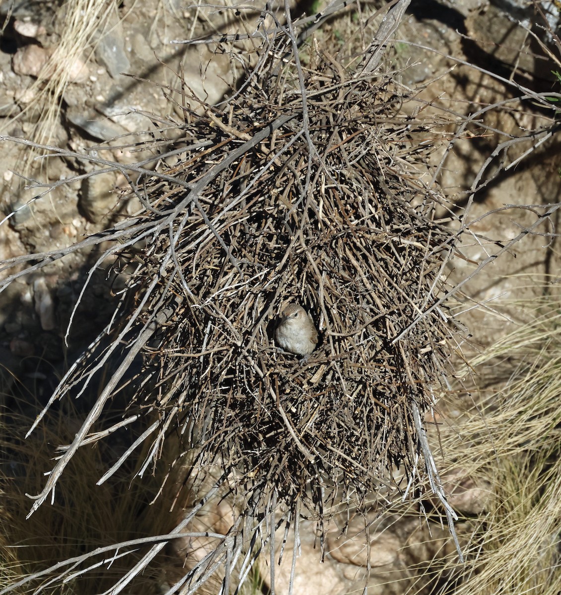 Synallaxe à front rayé - ML649081331