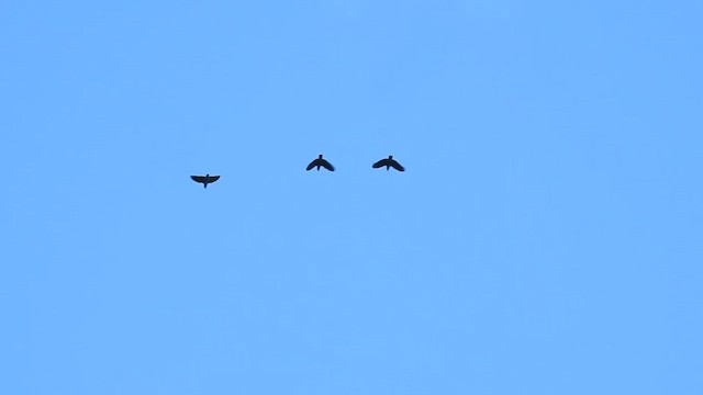 Vinaceous-breasted Amazon - ML649081442