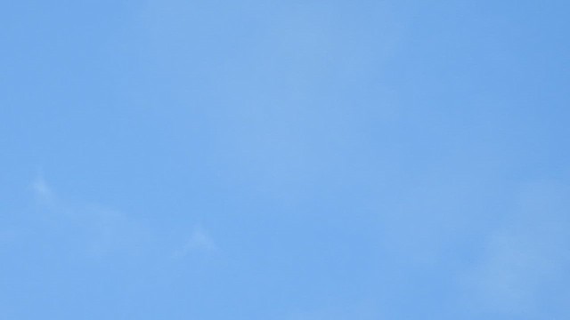 Vinaceous-breasted Amazon - ML649081444