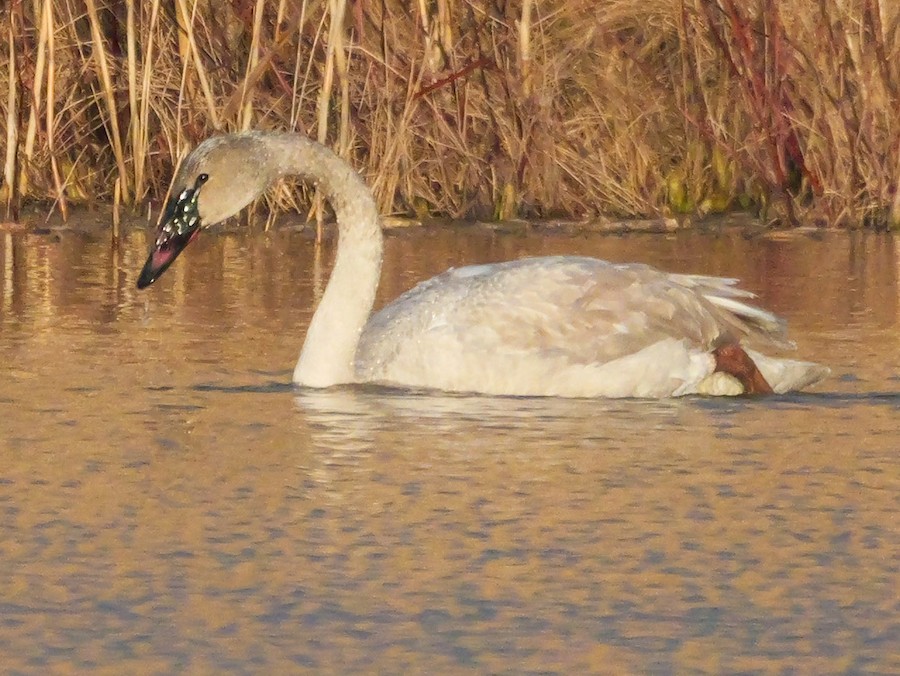 Trumpeter Swan - Roger Horn