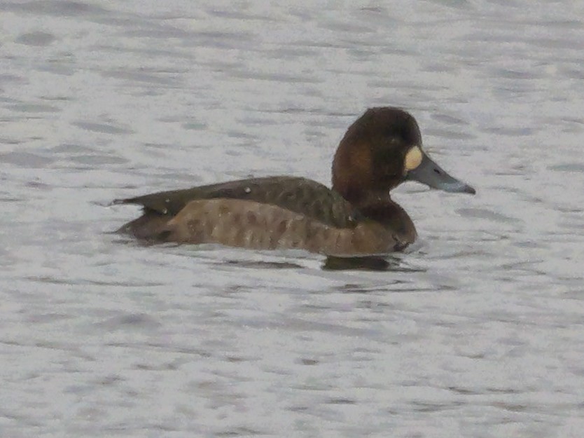 Greater Scaup - Roger Horn