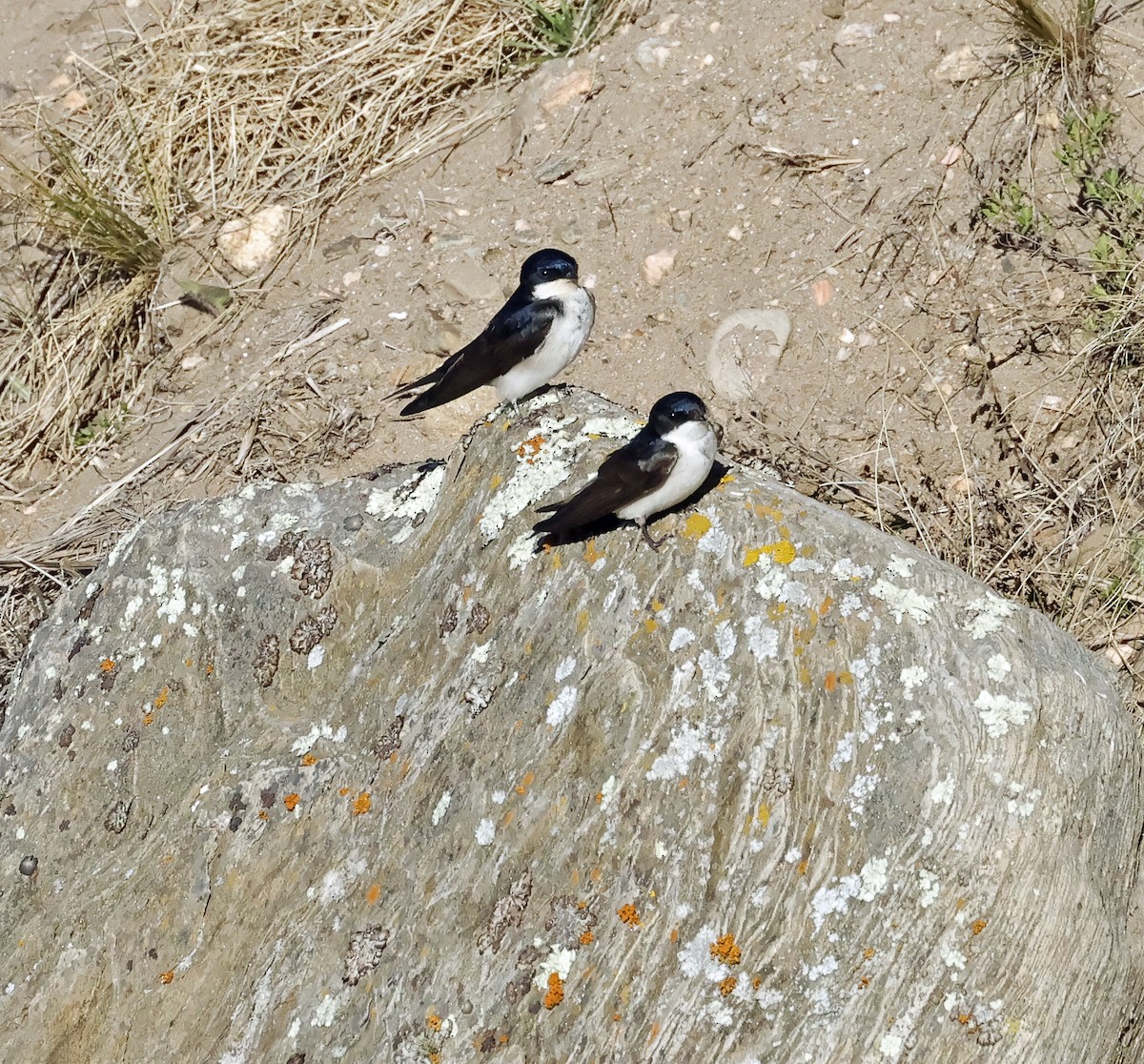 Hirondelle bleu et blanc - ML649081506