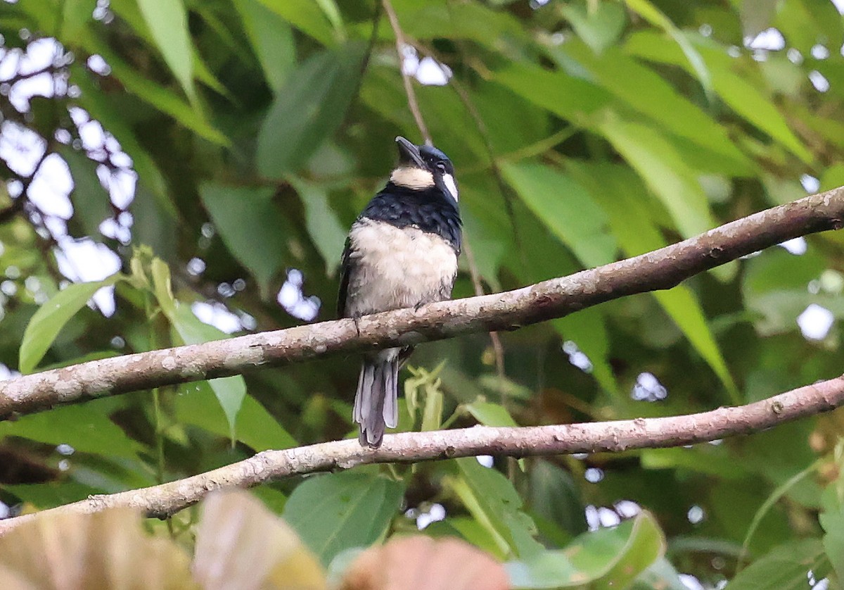 Black-breasted Puffbird - ML649081510