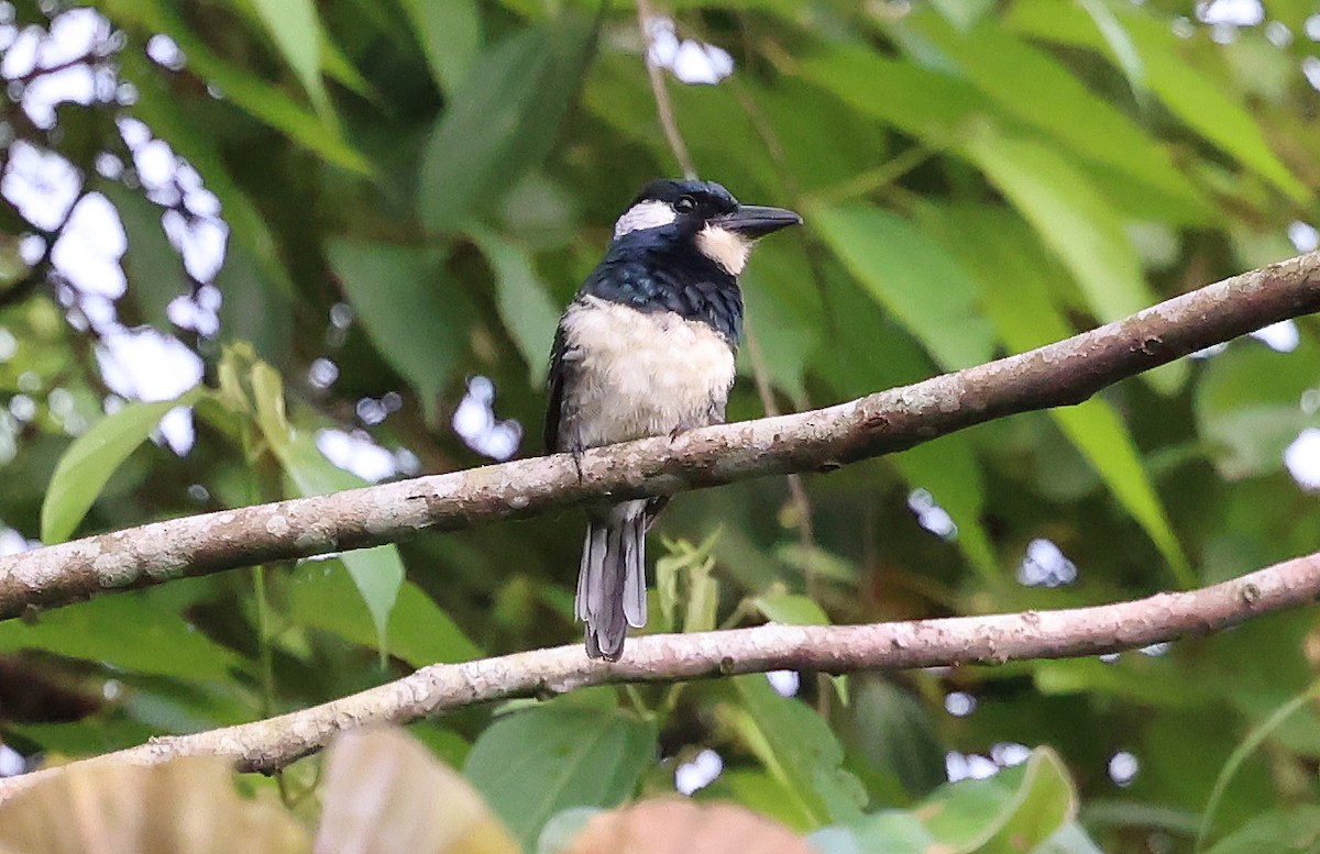 Black-breasted Puffbird - ML649081512