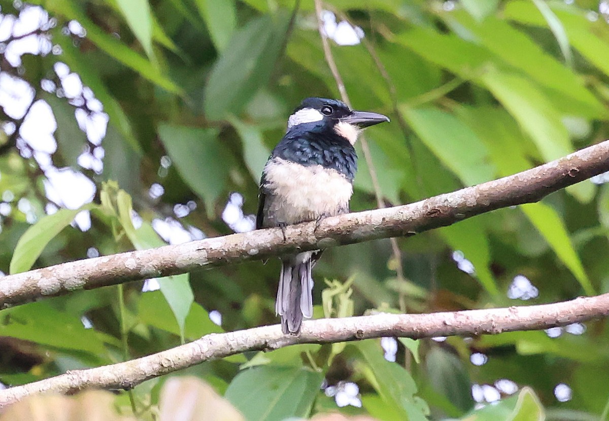 Black-breasted Puffbird - ML649081513
