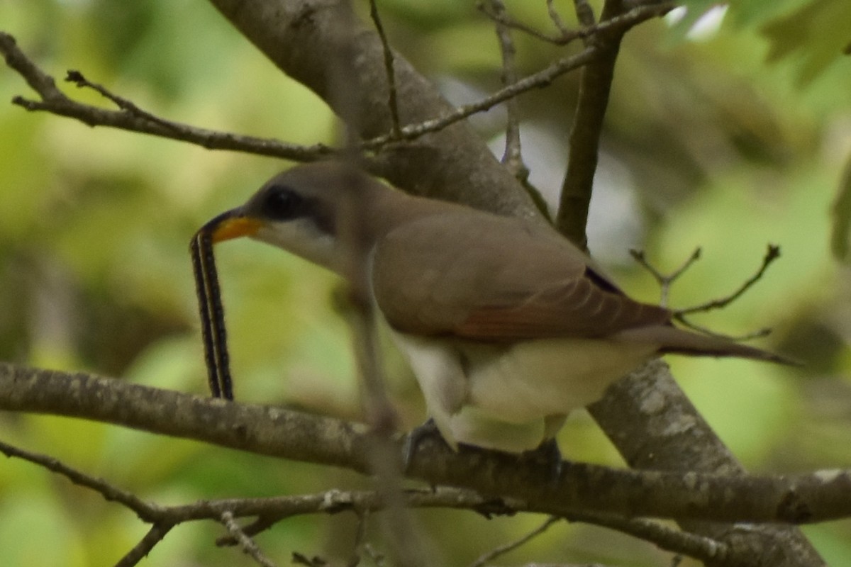 Yellow-billed Cuckoo - ML649081555
