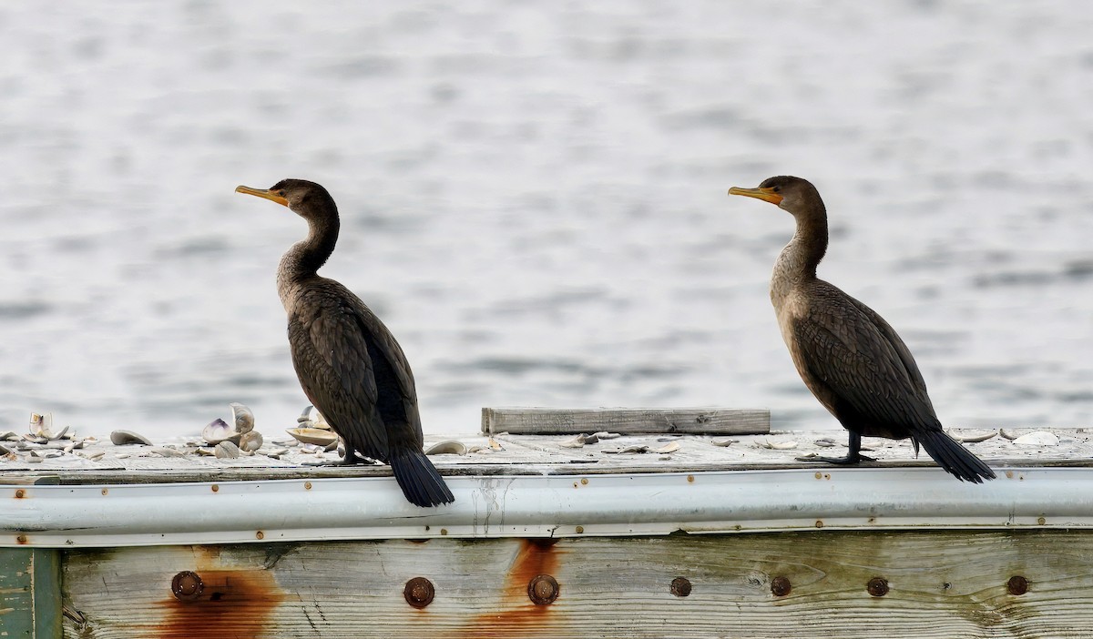 Double-crested Cormorant - ML649081712