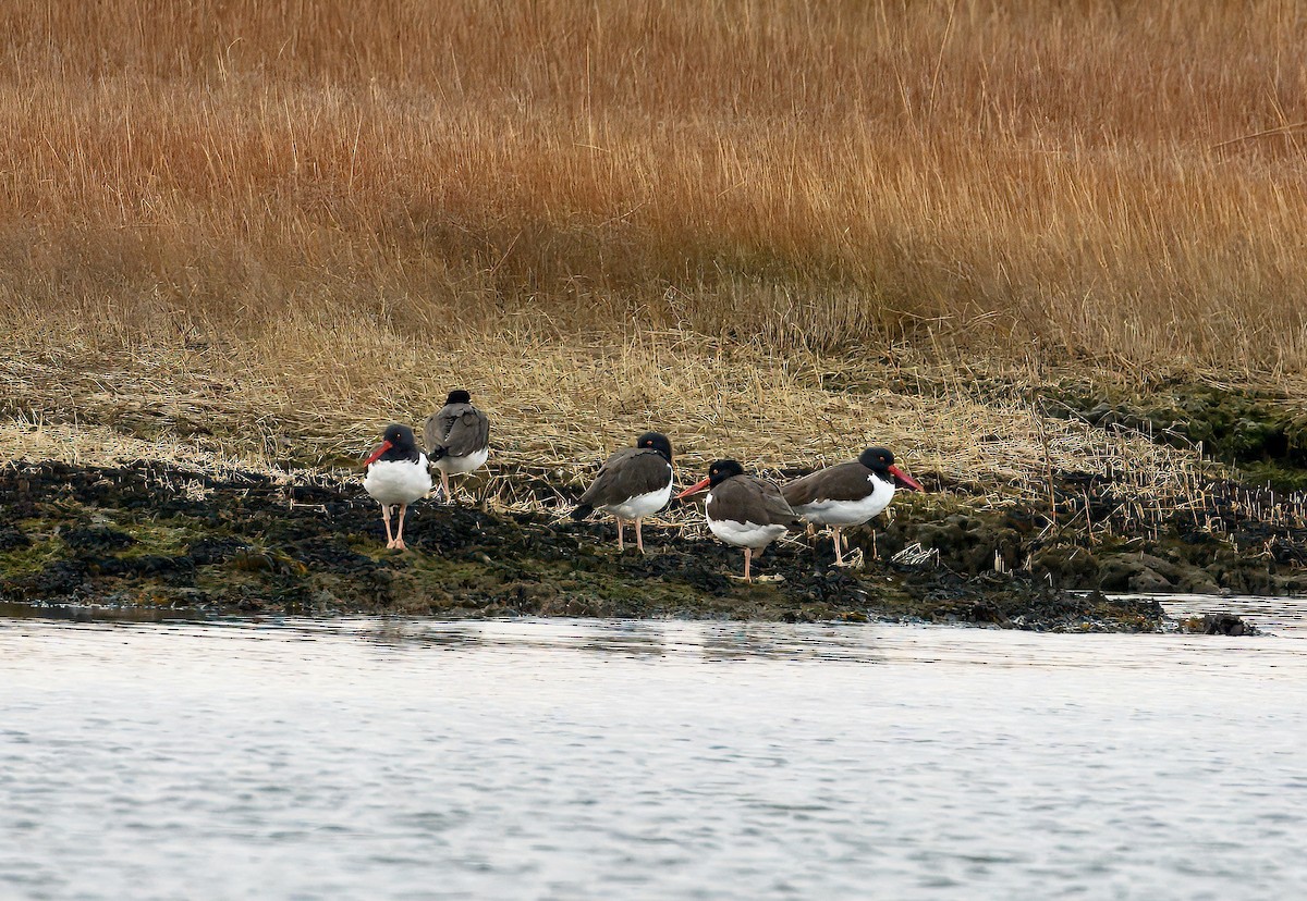 American Oystercatcher - ML649081728