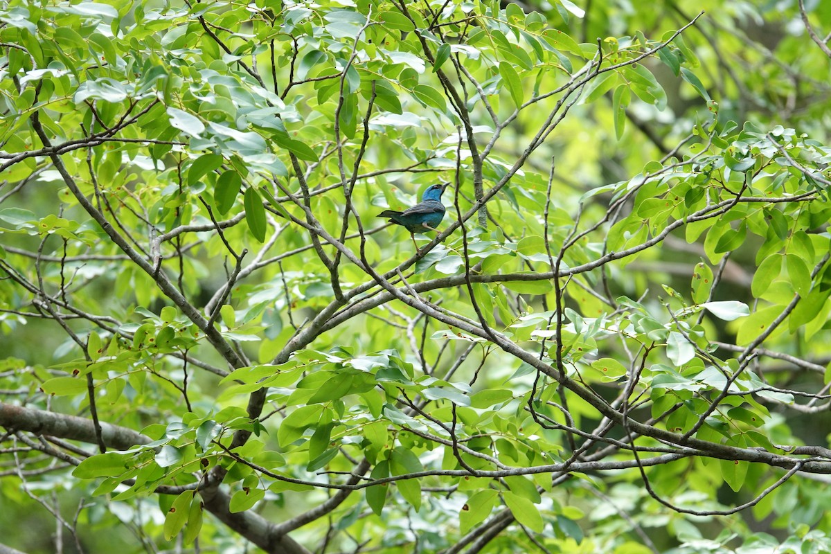 Blue Dacnis - ML649082105