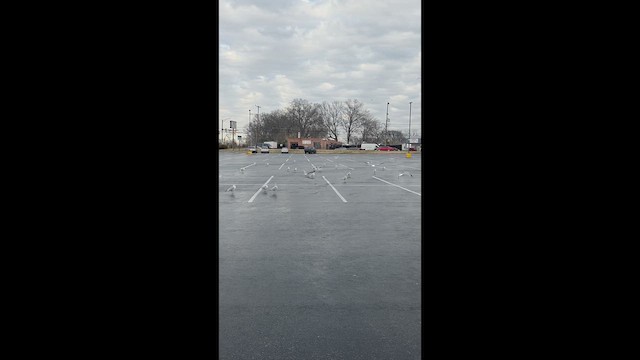 Ring-billed Gull - ML649082251