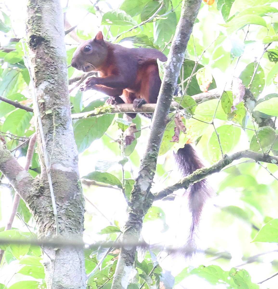 Red-tailed Squirrel - ML649082355