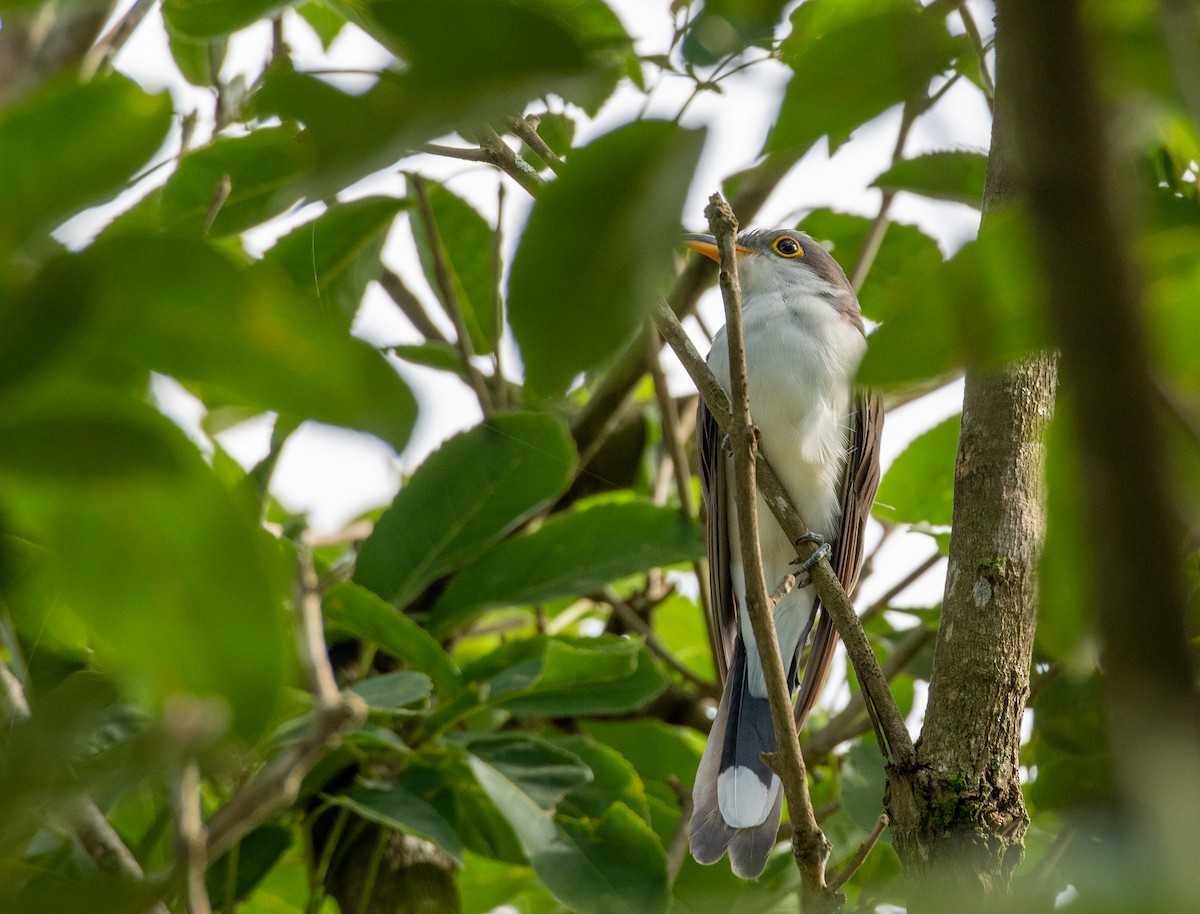 Yellow-billed Cuckoo - ML649082679