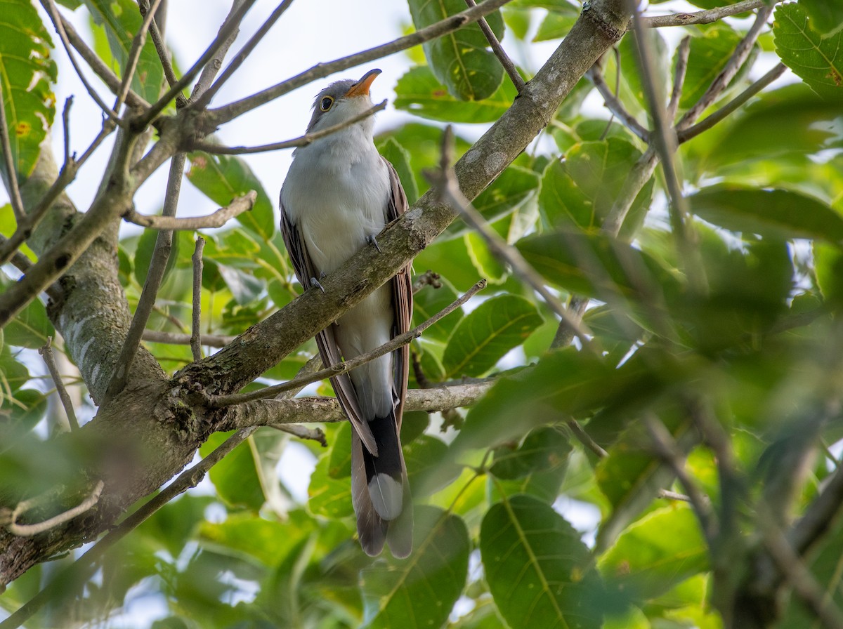 Yellow-billed Cuckoo - ML649082681