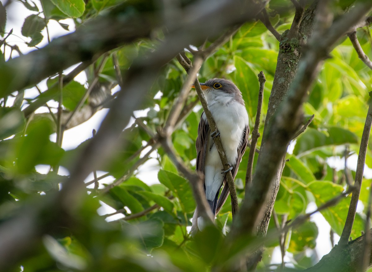 Yellow-billed Cuckoo - ML649082683