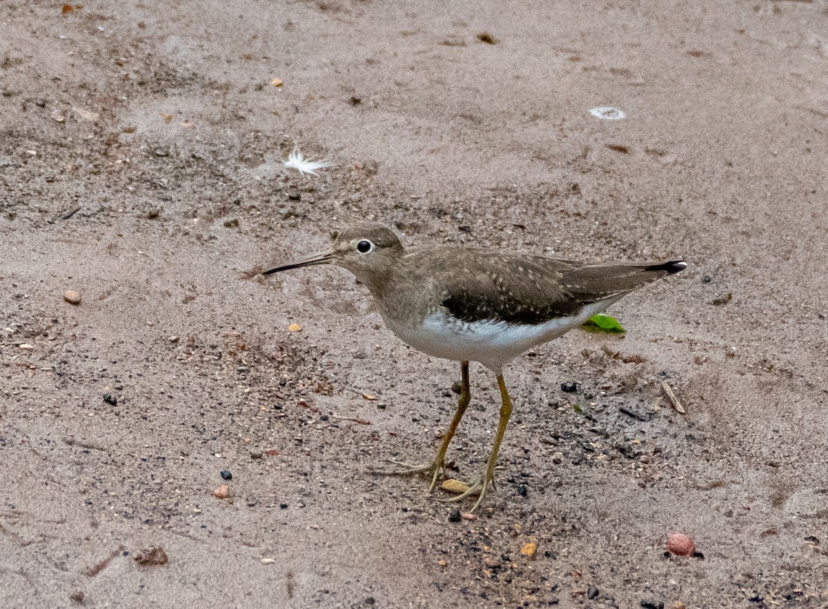 Solitary Sandpiper - ML649082711