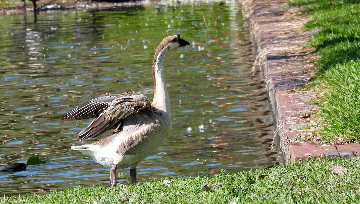 Ánsar Cisnal (variedad doméstica) - ML649082871