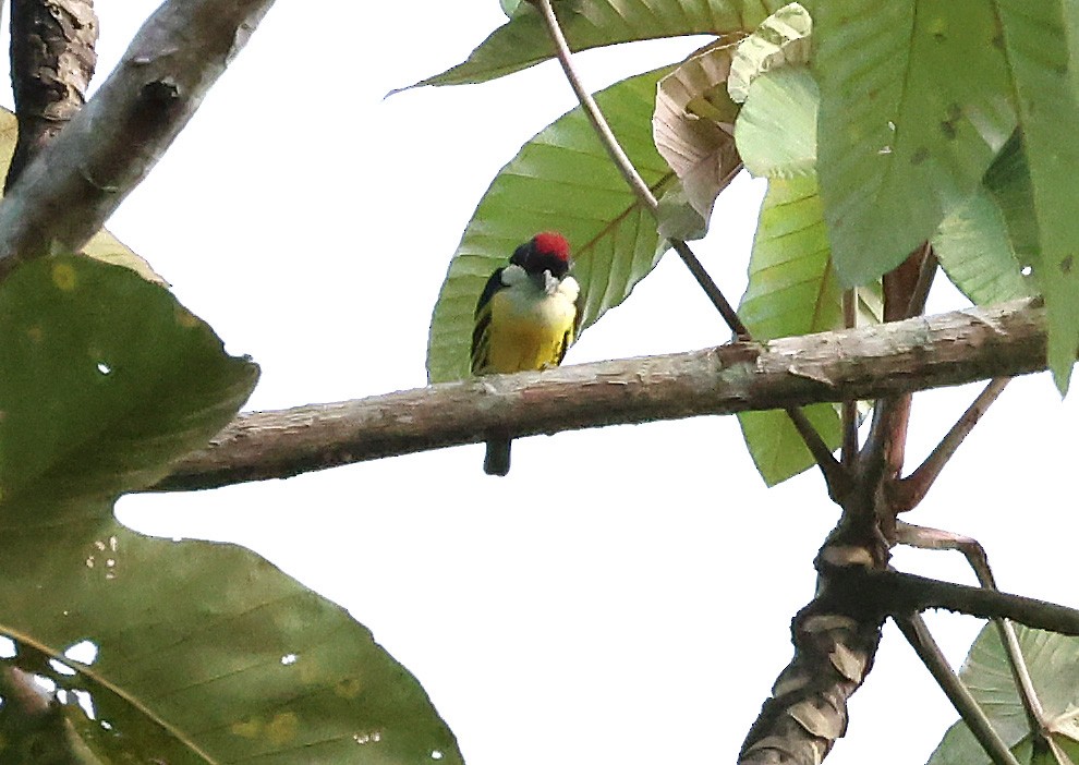 Five-colored Barbet - ML649083067