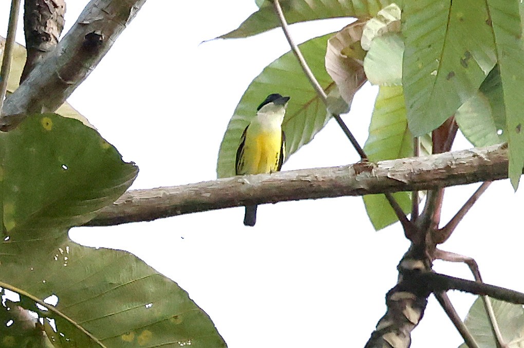 Five-colored Barbet - ML649083068