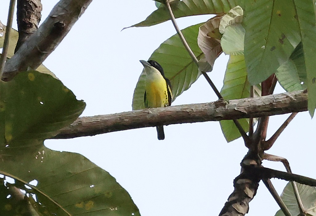 Five-colored Barbet - ML649083069