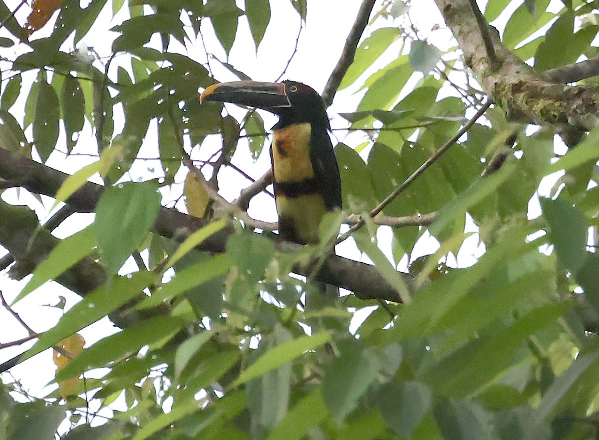 Pale-mandibled Aracari - ML649083087