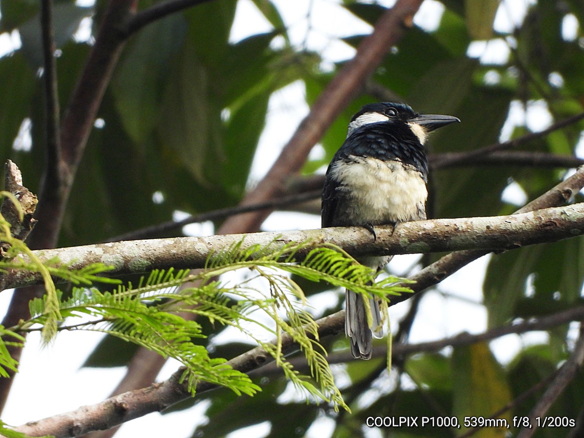 Black-breasted Puffbird - ML649083120