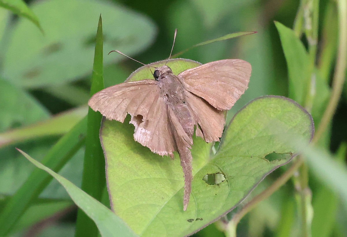 Brown Longtail - ML649083229