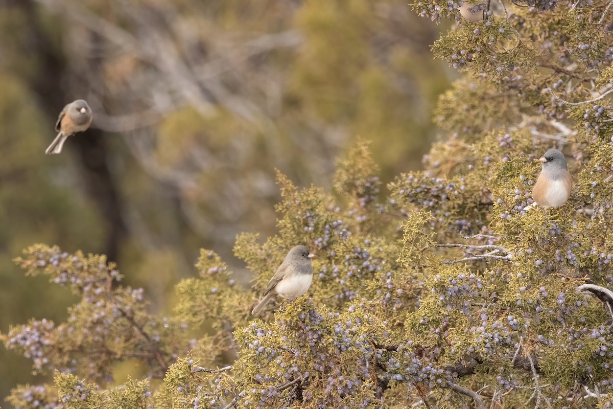 Dark-eyed Junco (Pink-sided) - ML649083889