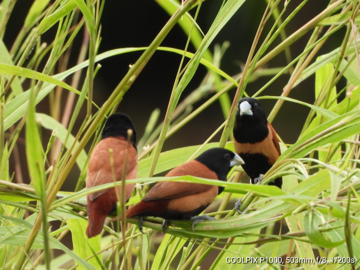 Tricolored Munia - ML649083902