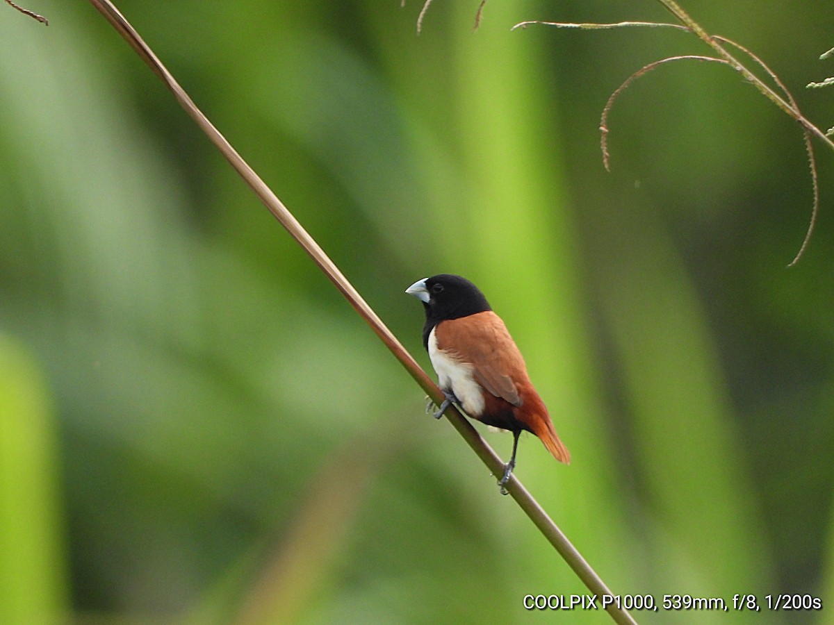 Tricolored Munia - ML649083925