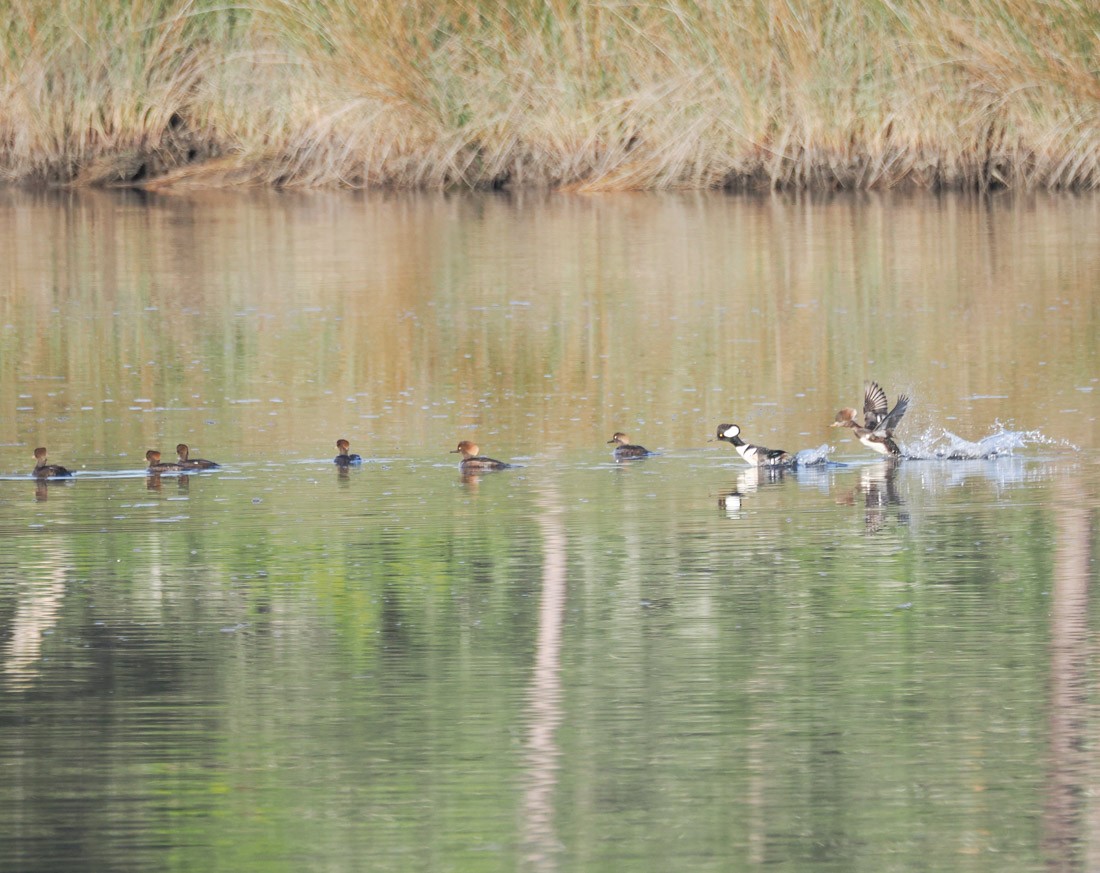 eBird Checklist - 17 Jan 2026 - Faver-Dykes SP - 21 species