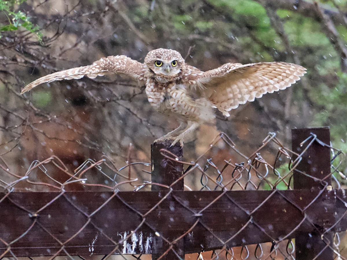 Burrowing Owl - ML649084874