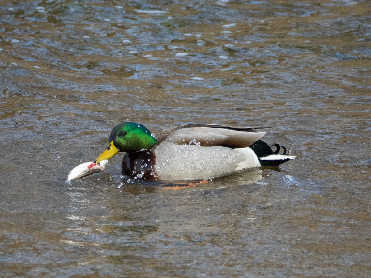 Mallard - ML649084976