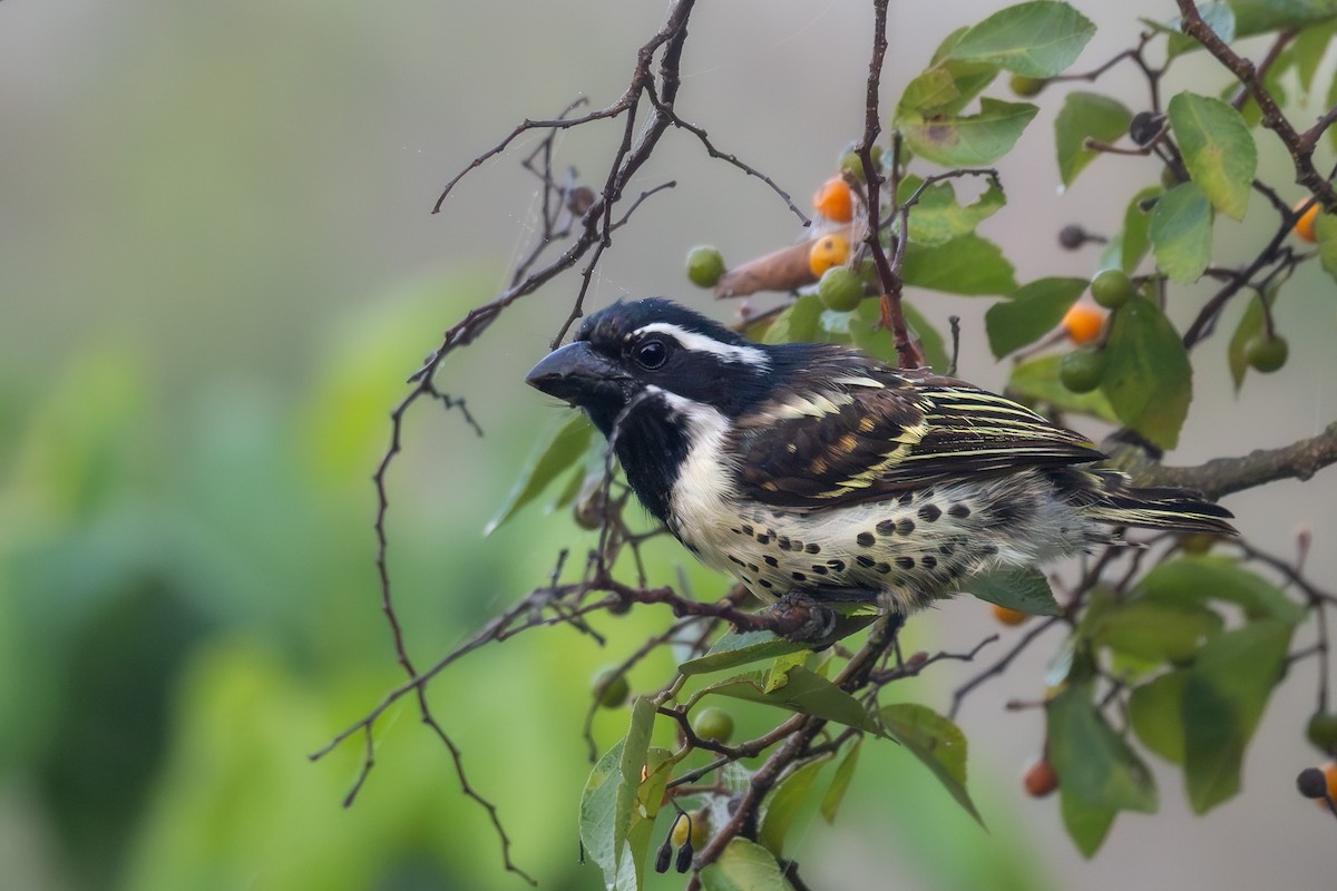 Spot-flanked Barbet - ML649085115