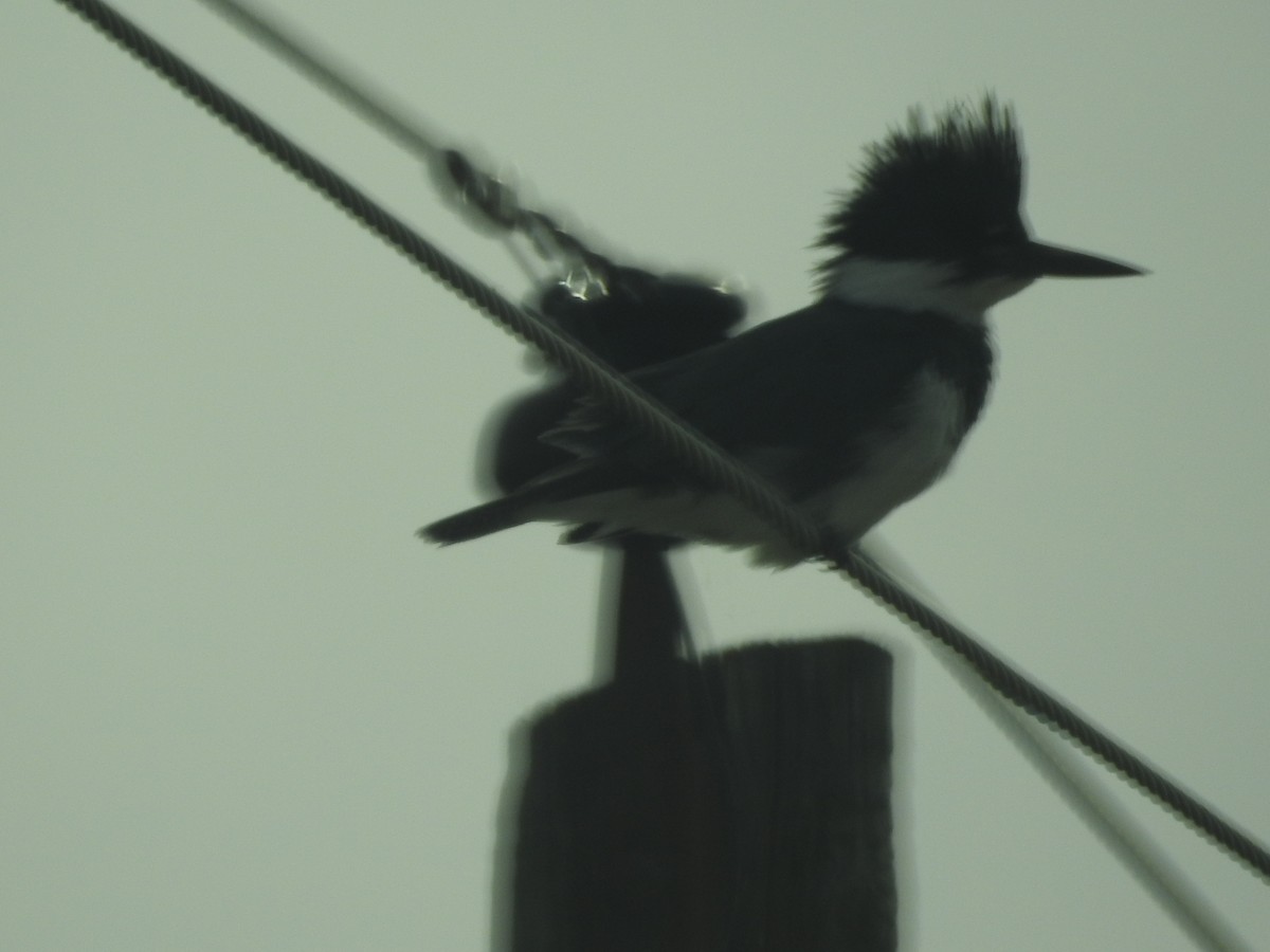 rybařík pruhoprsý - ML649085119