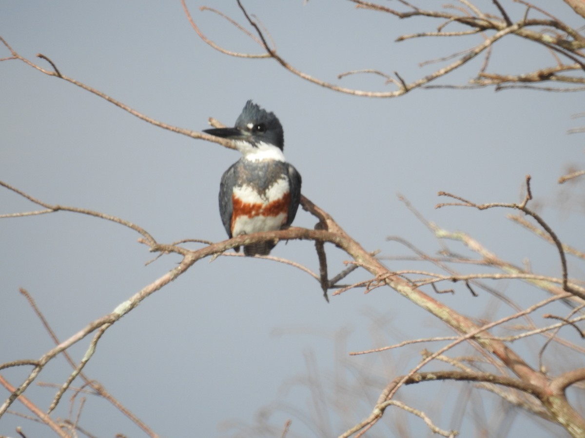 rybařík pruhoprsý - ML649085196