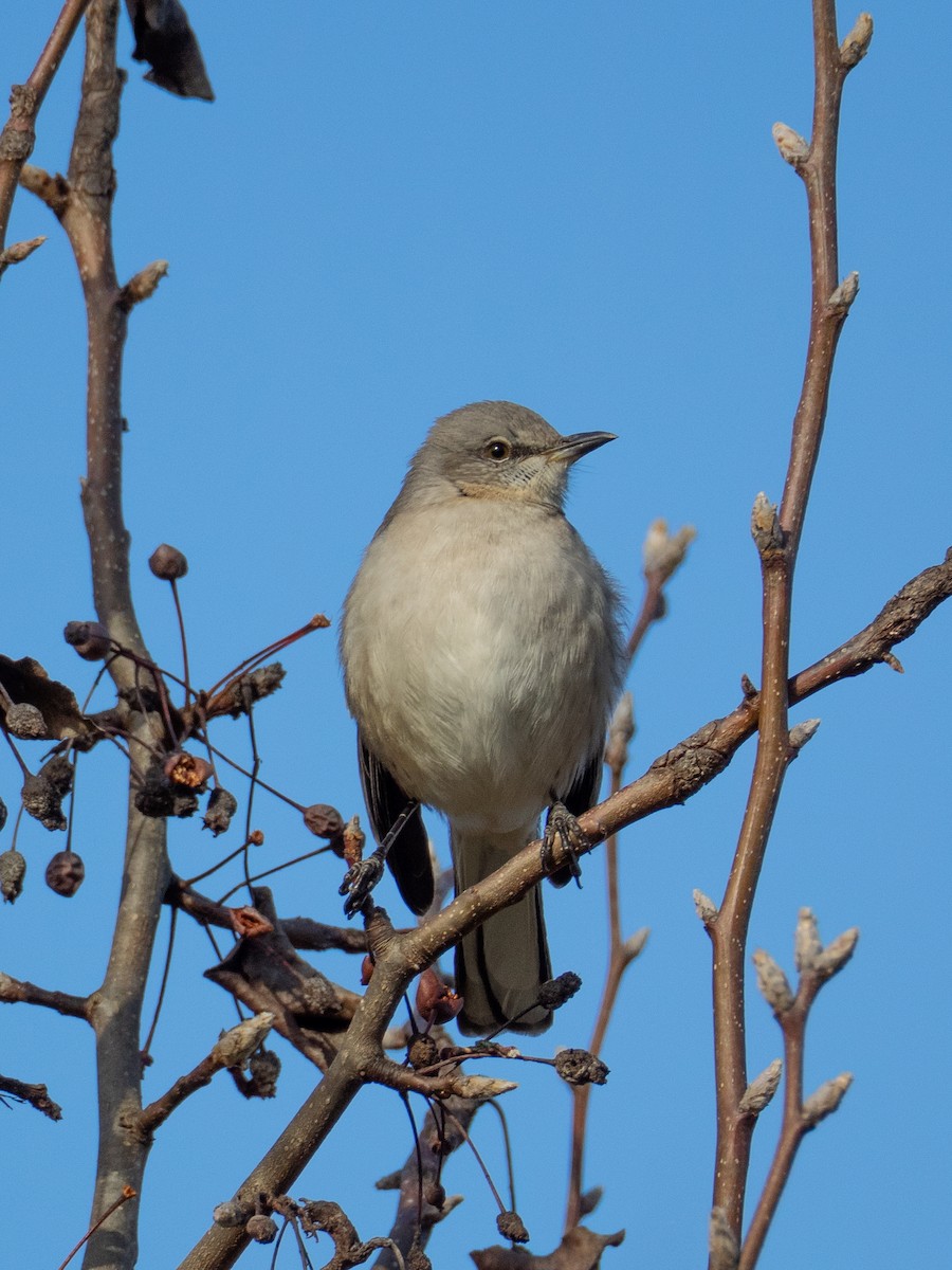 Northern Mockingbird - ML649085288
