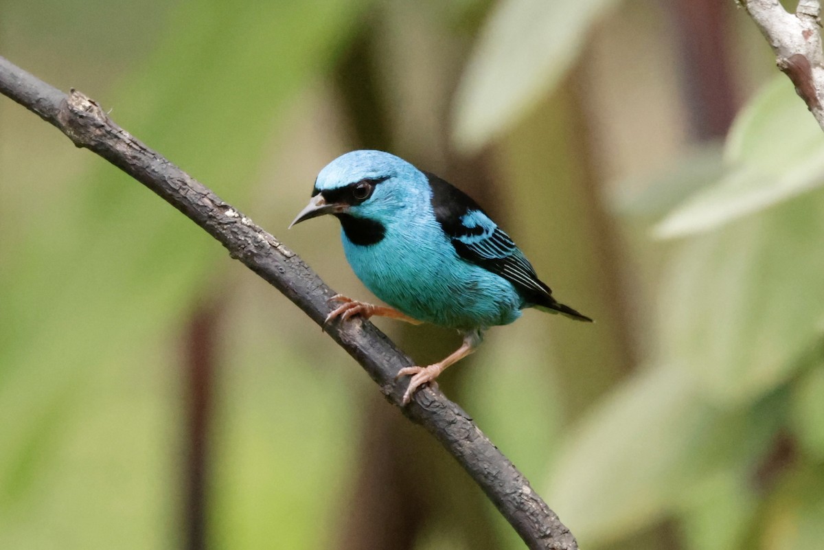 Blue Dacnis - ML649085321