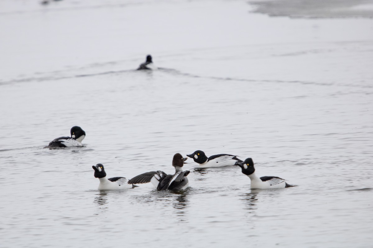Common Goldeneye - ML649085450